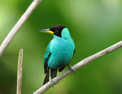 Green Honeycreeper (male)