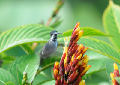 Long-billed Starthroat