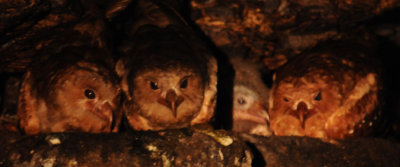 Oilbird