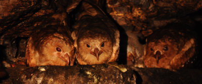 Oilbird