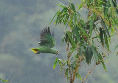 Orange-winged Parrot