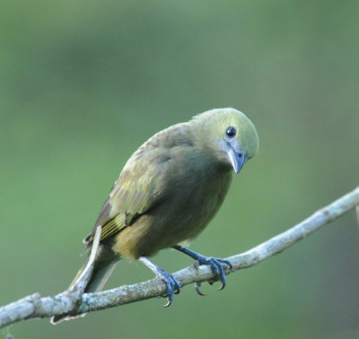 Palm Tanager
