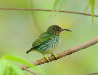Purple Honeycreeper (female)