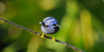 Purple Honeycreeper (male)