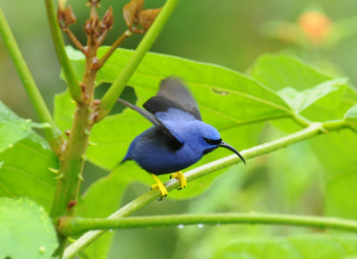 Purple Honeycreeper (male)