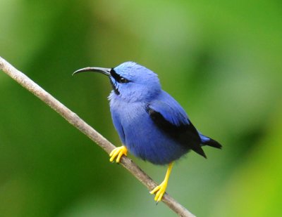 Purple Honeycreeper (male)
