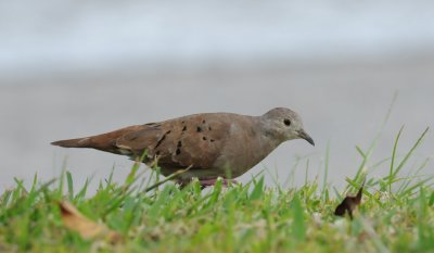 Ruddy Ground-Dove