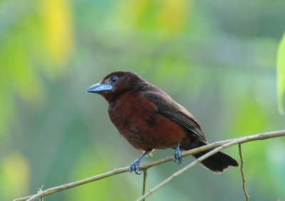 Silver-beaked Tanager