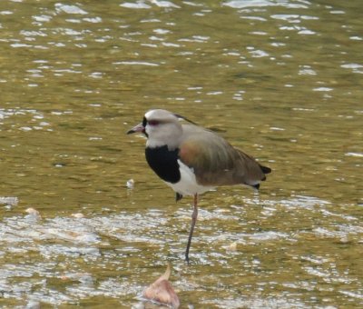 Southern Lapwing