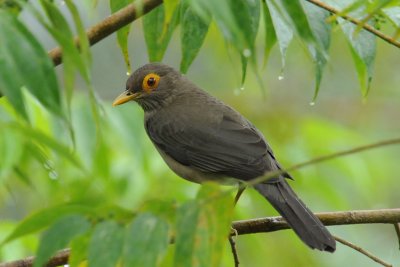 Spectacled Thrush