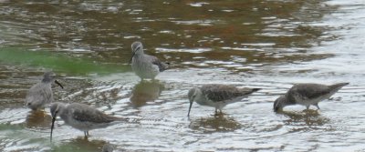 Stilt Sandpiper