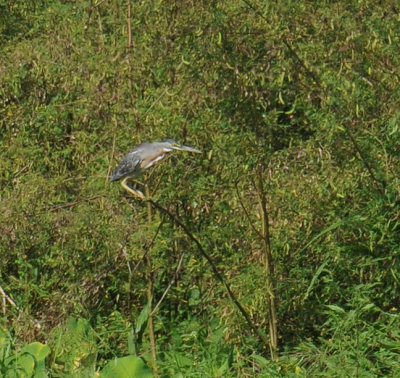 Striated Heron