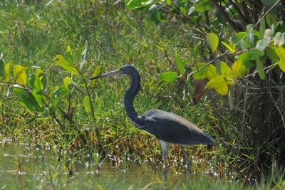 Tricolored Heron