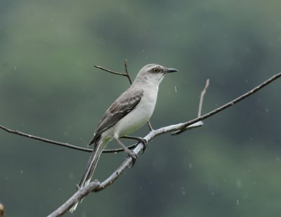 Tropical Mockingbird