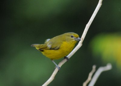 Violaceous Euphonia (female)