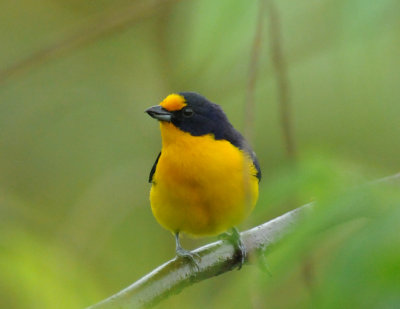 Violaceous Euphonia (male)