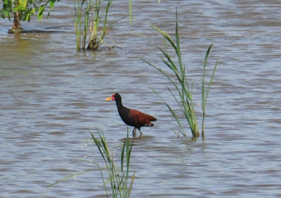 Wattled Jacana