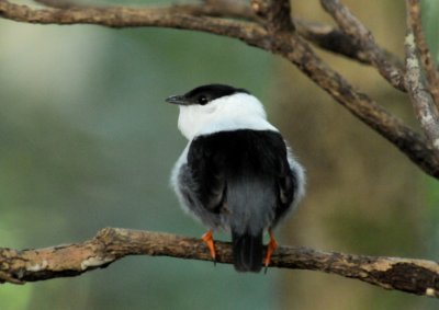 White-bearded Mankin (male)