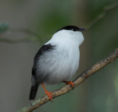 White-bearded Mankin (male)