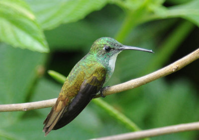White-chested Emerald