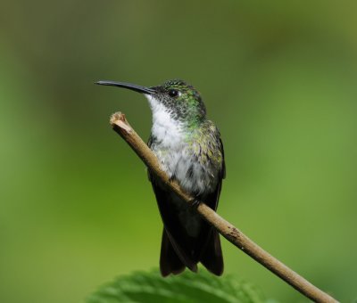 White-chested Emerald