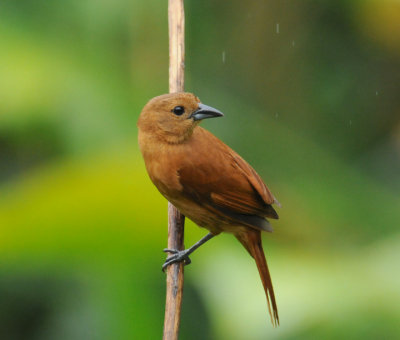 White-lined Tanager (female)