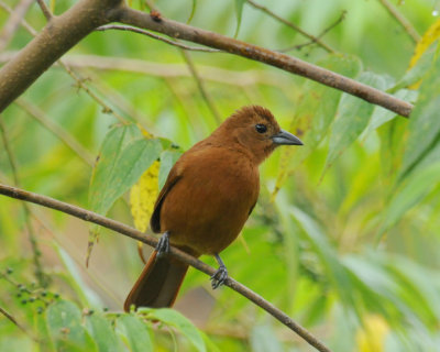 White-lined Tanager (female)