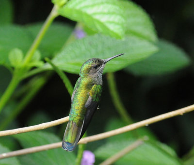 White-neckedJ acobin(female)