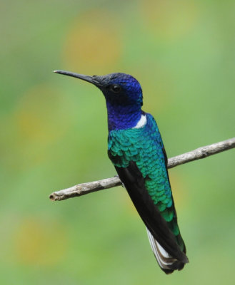 White-necked Jacobin (male)
