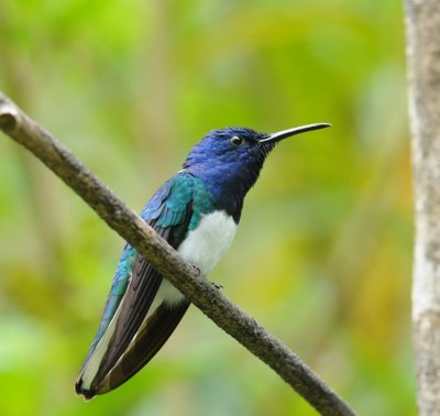 White-necked Jacobin (male)