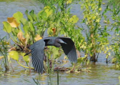 Little Blue Heron
