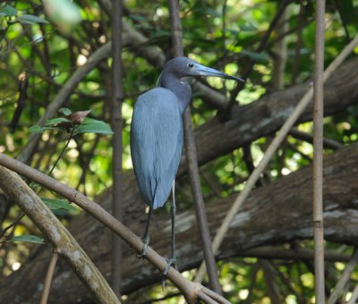 Little Blue Heron