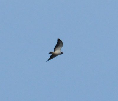 Short-tailed Hawk