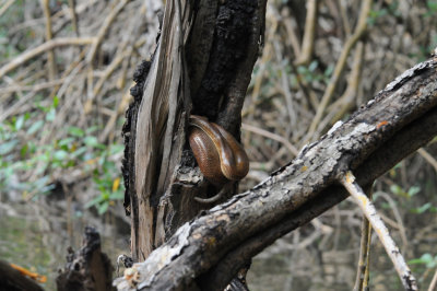 Tree Boa