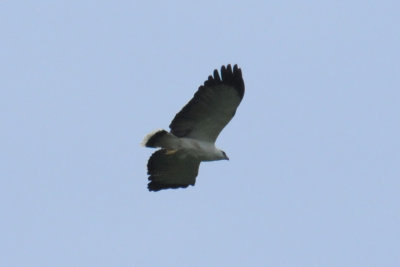 White Hawk