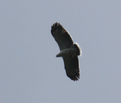 White Hawk