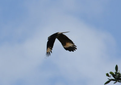 Yellow-headed Caracara