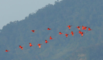 Scarlet Ibis