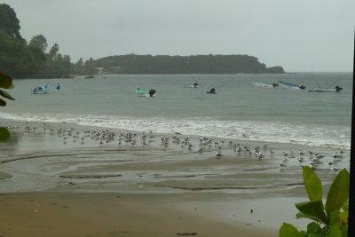 Tobago Laughing Gulls