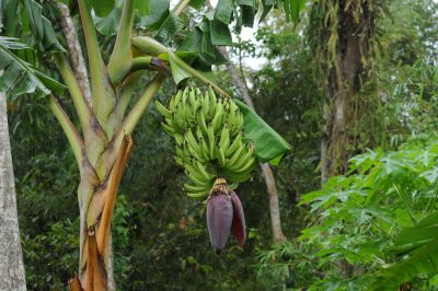 Cuffie River BananaTree