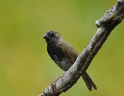 Black-faced Grassquit