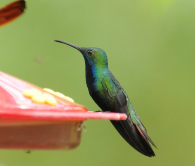 Black-throated Mango (male)