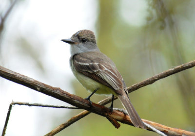 Brown-crested Flycatcher