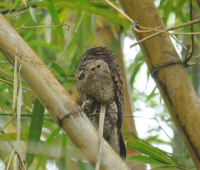 Common Potoo