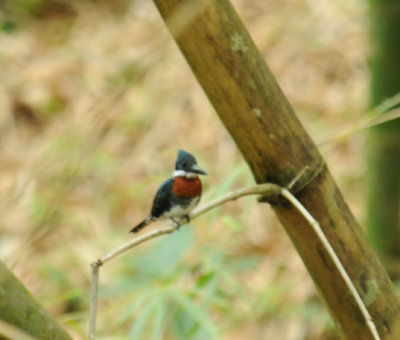 Green Kingfisher (male)