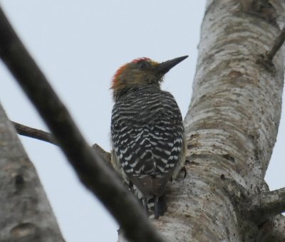 Red-crowned Woodpecker