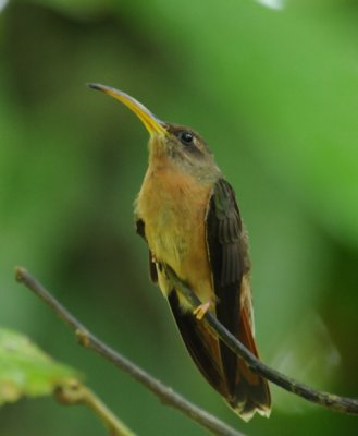Rufous-breasted Hermit