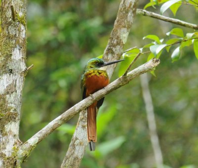 Rufous-tailed Jacamar (male)