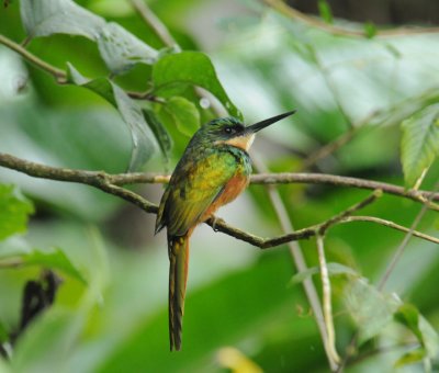 Rufous-tailed Jacamar (female)