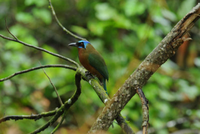 Trinidad Motmot